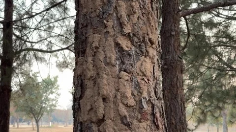 Infected pine tree with termites colony. Stock Footage 296883445