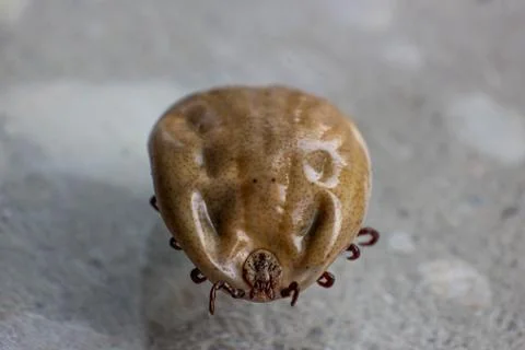 Infected  tick . Stock Photos