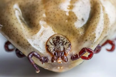 Infected  tick Stock Photos