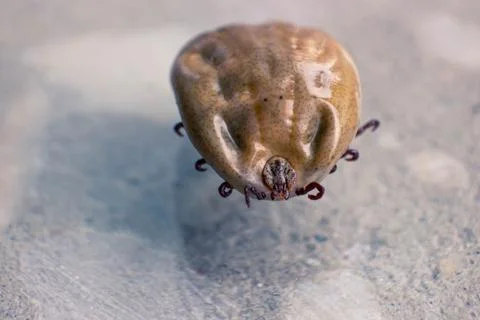 Infected tick Stock Photos