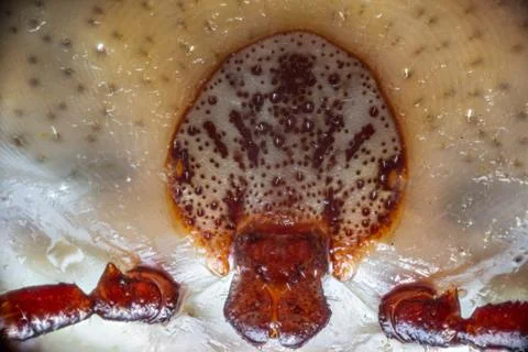 Infected tick. Stock Photos