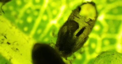 Infected tree leaf under a microscope. Dead bug on the green leaf with bacteria Stock-Footage 189619752