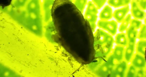 Infected tree leaf under a microscope. Dead bugs on the leaf Stock Footage 189711284