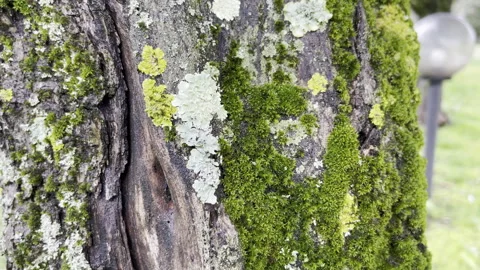 Infected tree trunk because of constant humidity and not enough sunlight, green Stock Footage 345147956