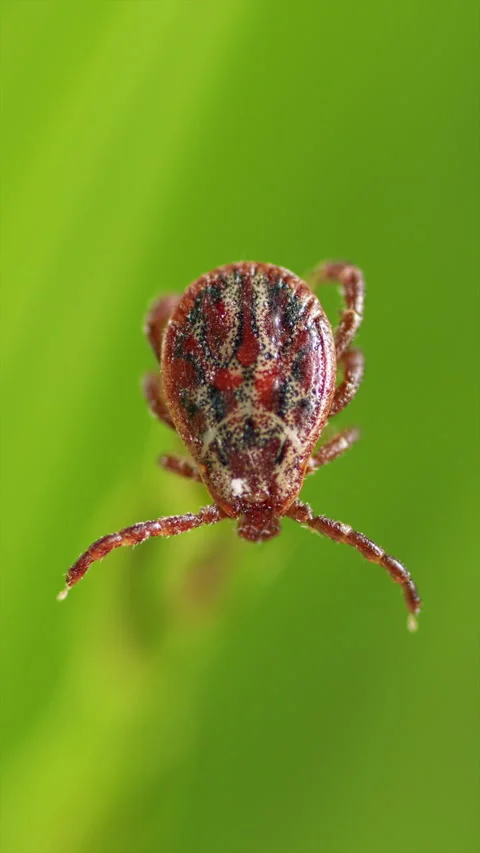 Infectious Parasitic Insect Ixodid Tick Or Mite Crawls On Green Background Vidéo 276202995