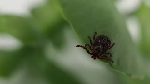 Infectious parasitic ixodid ticks insects on a green leaf. Vidéo 234064751