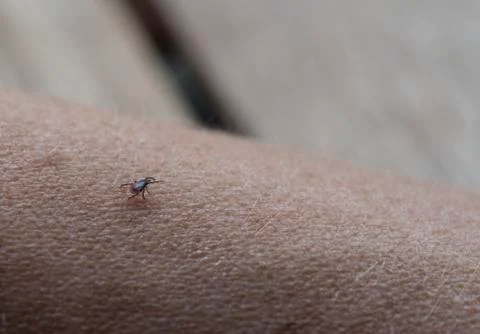 Infectious tick Stock Photos