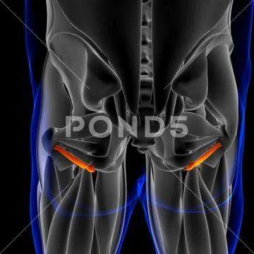 Inferior Gemellus Muscle Anatomy For Medical Concept 3D Illustration ...