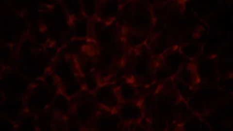 Inferno Stock Footage 141141109