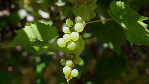 Infertile white grapes with a small number of berries grow, close-up Stock Footage 240902480
