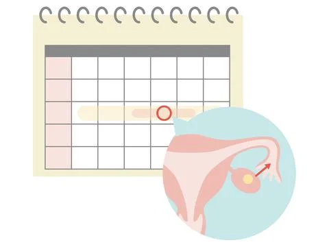 Infertility treatment using the timing method. Ovulation date shown on the .. Stock Illustration