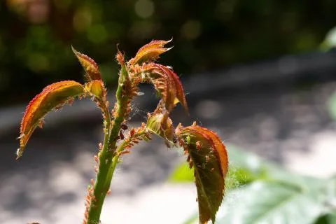 Infestation of aphids 스톡 사진