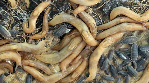 Infestation 스톡 동영상 32703766