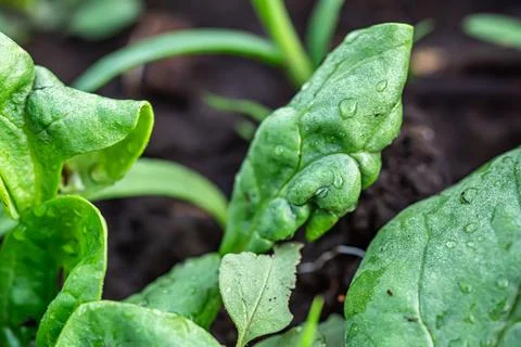 Infested with aphids spinach leaves in a farm field. The natural environment Stock Photos