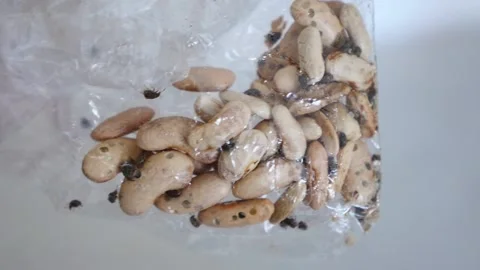 Infested bean seed, moving insects on bean kernels, Vídeo Stock 153359511