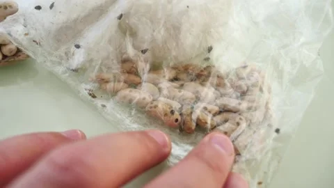 Infested bean seed, moving insects on bean kernels,Insects moving in bean see Vídeo Stock 153360105