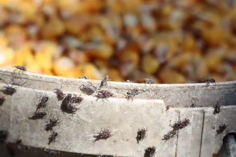 Infested corn kernels with flies cause contamination and health risks in Stock Photos