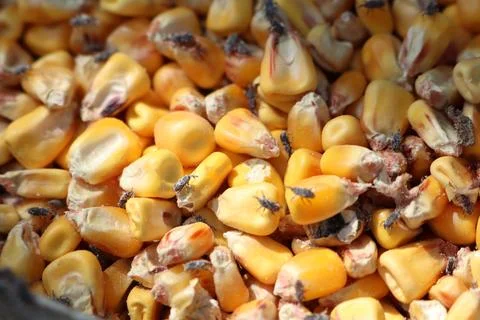 Infested corn kernels with flies cause contamination and health risks in Stock Photos