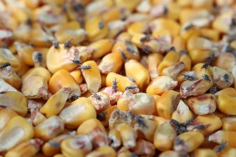 Infested corn kernels with flies cause contamination and health risks in Stock Photos