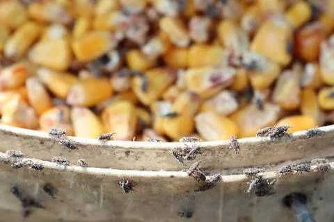 Infested corn kernels with flies cause contamination and health risks in Stock Photos