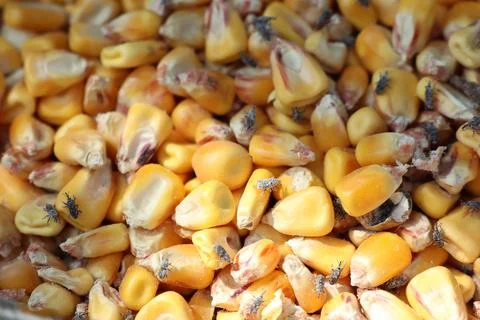 Infested corn kernels with flies cause contamination and health risks in Foto stock