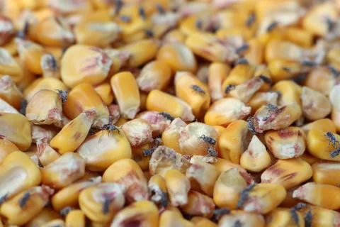 Infested corn kernels with flies cause contamination and health risks in Stock Photos