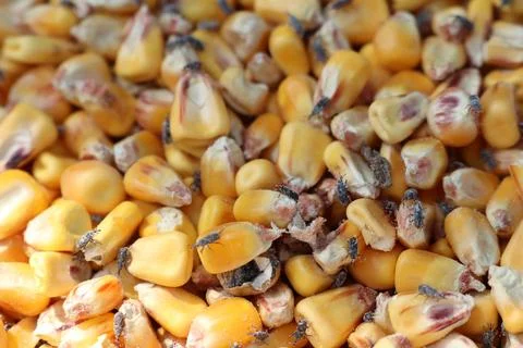 Infested corn kernels with flies cause contamination and health risks in Stock Photos