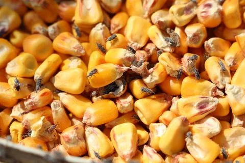 Infested corn kernels with flies cause contamination and health risks in Stock Photos