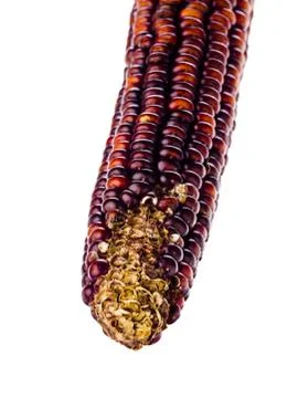 Infested corn Stock Photos