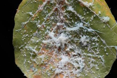 Infested green leaf with mold isolated on black background Fotos de archivo