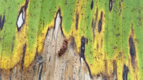 Infested leaves Stock Photos