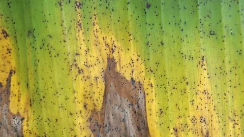 Infested leaves Stock Photos