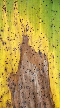Infested leaves Stock Photos