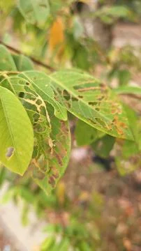 Infested leaves Stock Photos
