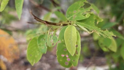 Infested leaves Stock Photos