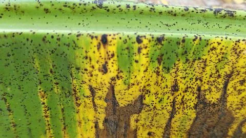 Infested leaves Stock Photos