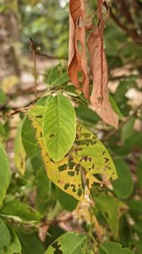 Infested leaves Stock Photos