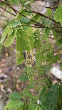 Infested leaves Stock Photos