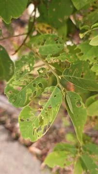 Infested leaves Stock Photos