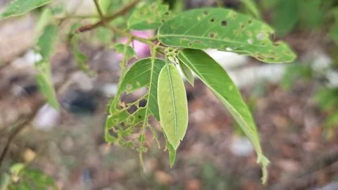 Infested leaves Stock Photos