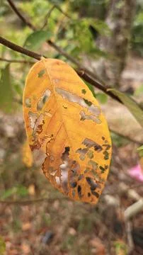 Infested leaves Stock Photos