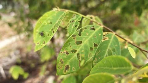 Infested leaves Stock Photos