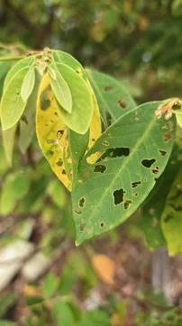 Infested leaves Stock Photos