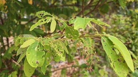 Infested leaves Stock Photos