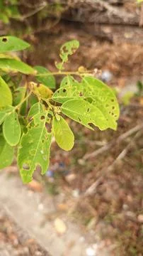Infested leaves Stock Photos