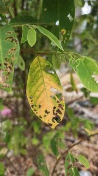 Infested leaves Stock Photos
