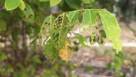 Infested leaves Stock Photos