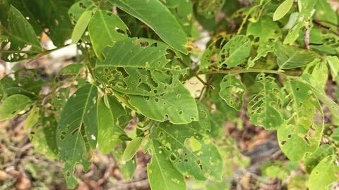 Infested leaves Stock Photos