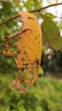 Infested leaves Stock Photos