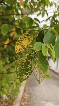 Infested leaves Stock Photos